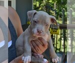 Small #6 American Bully