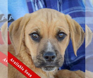 Miniature Bulldog Dogs for adoption in Huntley, IL, USA