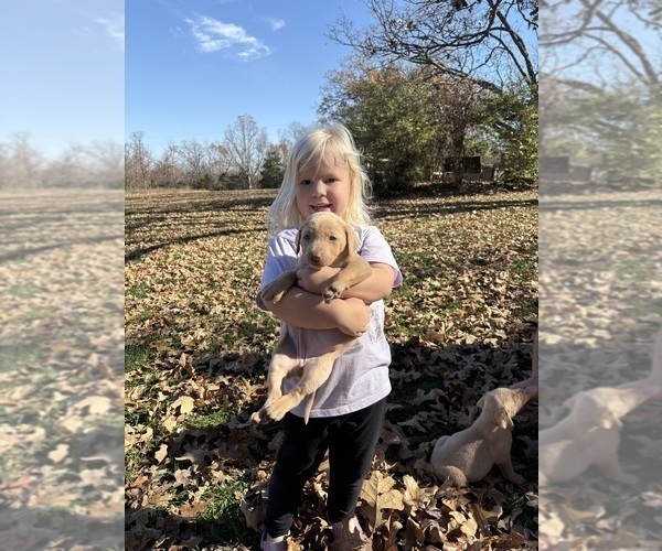 Medium Photo #2 Labrador Retriever Puppy For Sale in LEASBURG, MO, USA
