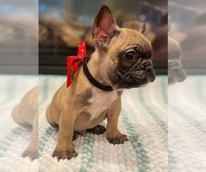 French Bulldog Puppy for sale in GLENDALE, CA, USA