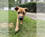 Small #3 Black Mouth Cur-Labrador Retriever Mix