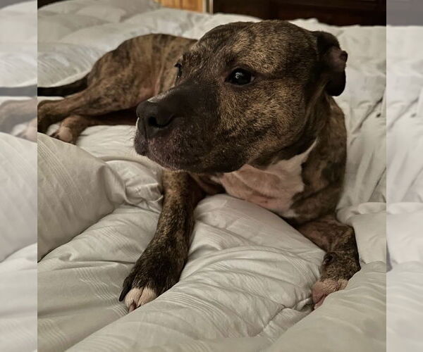 Medium Photo #7 Staffordshire Bull Terrier-Unknown Mix Puppy For Sale in Princeton, MN, USA