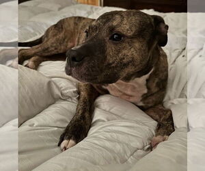 Princess - Female Staffordshire Bull Terrier-Unknown Mix Dog for Adoption - Photo #7
