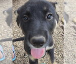 Small #6 German Shepherd Dog Mix