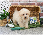 Small #3 Poodle (Toy)-West Highland White Terrier Mix