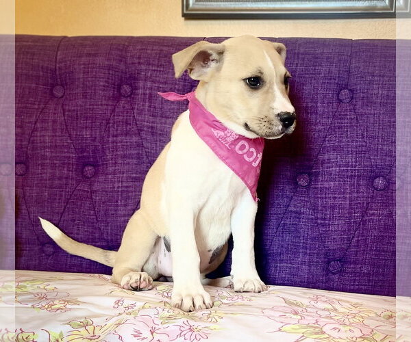 Medium Photo #3 Mutt Puppy For Sale in Rockaway, NJ, USA