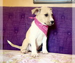 Small #2 Mutt