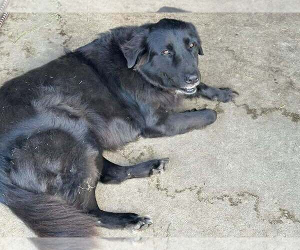 Medium Photo #2 Labrador Retriever-Unknown Mix Puppy For Sale in New Smyrna Beach, FL, USA