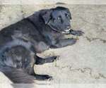 Small #1 Labrador Retriever Mix