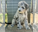 Small #4 Aussiedoodle