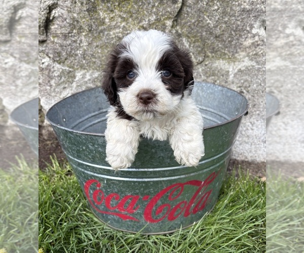 Medium Photo #5 Havanese Puppy For Sale in MIDDLEBURY, IN, USA