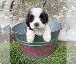 Small #4 Havanese
