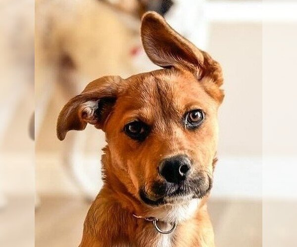 Medium Photo #7 American Staffordshire Terrier-German Shepherd Dog Mix Puppy For Sale in Lake Forest, CA, USA