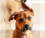 Small #6 American Staffordshire Terrier-German Shepherd Dog Mix