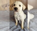 Small #2 Huskies  Mix