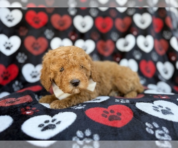 Medium Photo #4 Cavapoo (Miniature) Puppy For Sale in LAKELAND, FL, USA