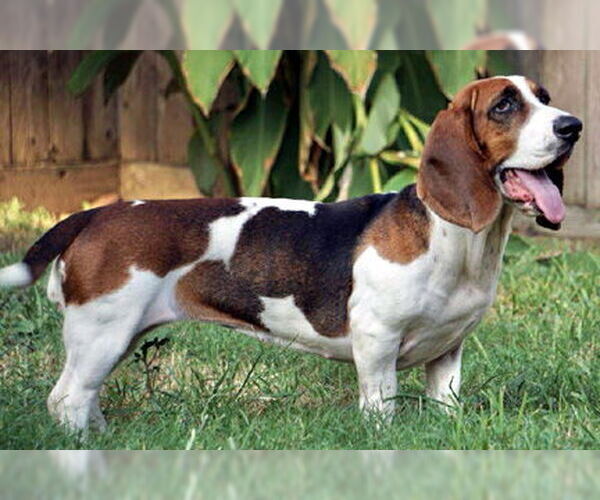 Medium Photo #8 Basset Hound Puppy For Sale in Deepwater, NJ, USA