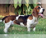 Small #7 Basset Hound