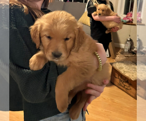 Golden Retriever Puppy for Sale in LIVERMORE, California USA