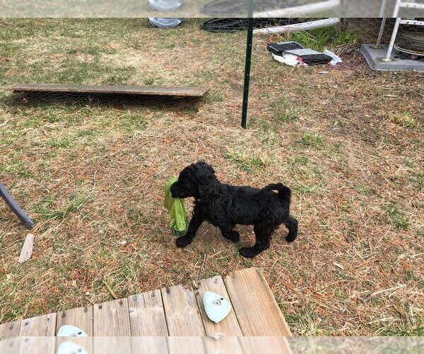 Medium Photo #1 Poodle (Standard) Puppy For Sale in PLYMOUTH, MA, USA