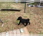 Small Photo #1 Poodle (Standard) Puppy For Sale in PLYMOUTH, MA, USA