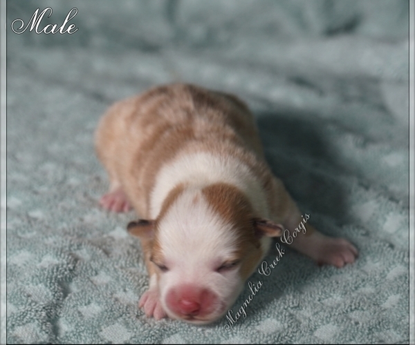 Medium Photo #5 Pembroke Welsh Corgi Puppy For Sale in ANDALUSIA, AL, USA