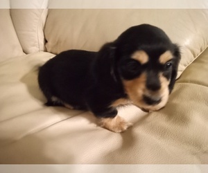 Dachshund Dog for Adoption in LOCKHART, Texas USA