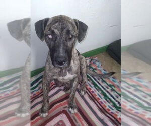 Labrador Retriever-Unknown Mix Dogs for adoption in Dana Point, CA, USA