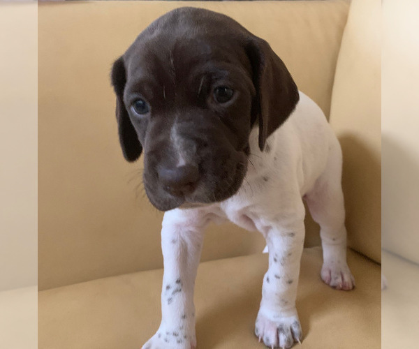 Medium Photo #2 German Shorthaired Pointer Puppy For Sale in LOCUST GROVE, VA, USA