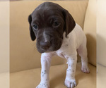 Small Photo #2 German Shorthaired Pointer Puppy For Sale in LOCUST GROVE, VA, USA