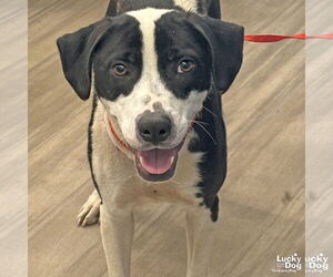 Pointer-Retriever  Mix Dogs for adoption in Washington, DC, USA