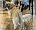 Small #5 Golden Retriever Mix
