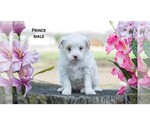 Small Photo #2 American Eskimo Dog-Poodle (Toy) Mix Puppy For Sale in CLARE, MI, USA