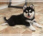 Small Photo #1 Pomsky Puppy For Sale in SEBRING, FL, USA