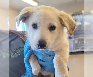 Mutt Dogs for adoption in Fremont, CA, USA