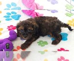 Rudy - Male Cavapoo (Miniature)-Poodle (Toy) Mix Puppy for Sale - Photo #6