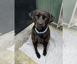 Small #3 Labrador Retriever Mix