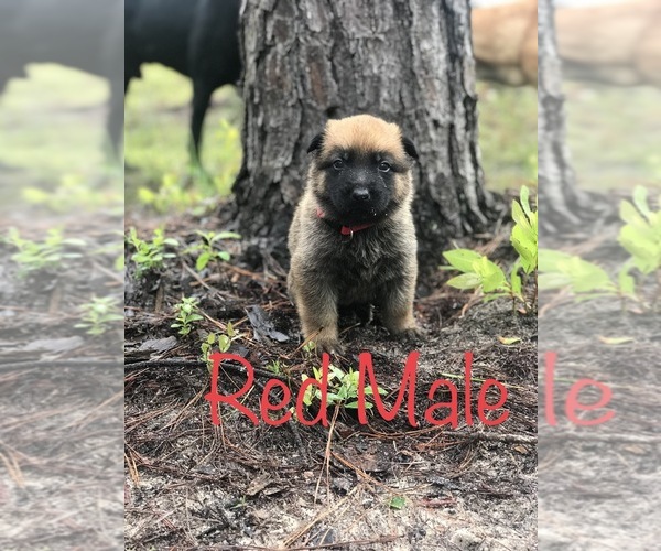 Medium Photo #1 Belgian Malinois Puppy For Sale in FAIRFAX, GA, USA