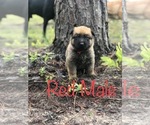 Small Photo #1 Belgian Malinois Puppy For Sale in FAIRFAX, GA, USA