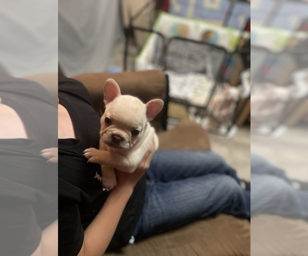 Medium Photo #6 French Bulldog Puppy For Sale in SIOUX FALLS, SD, USA