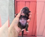 Small Photo #45 Shih Tzu Puppy For Sale in HAYWARD, CA, USA