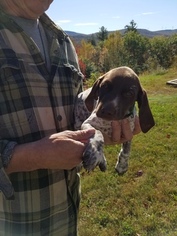 German Shorthaired Pointer Puppy for sale in GOSHEN, NH, USA
