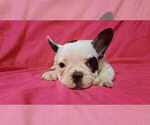 Small Photo #1 French Bulldog Puppy For Sale in SALEM, WV, USA