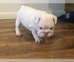 Small Photo #10 Bulldog Puppy For Sale in CHANDLER, AZ, USA