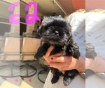 Puppy Puppy 2 Shih Tzu