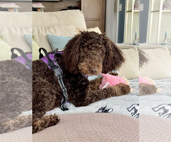 Medium Photo #2 Mutt Puppy For Sale in St. Louis Park, MN, USA