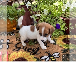 Russell Terrier Puppy for sale in NASHVILLE, NC, USA