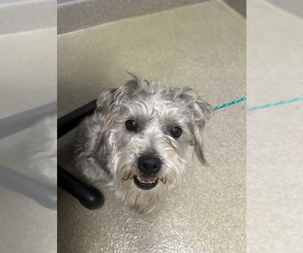 Medium Photo #1 Mutt Puppy For Sale in Las Vegas, NV, USA