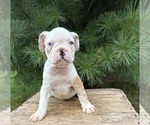 Small Photo #3 French Bulldog Puppy For Sale in MIDDLEBURY, IN, USA