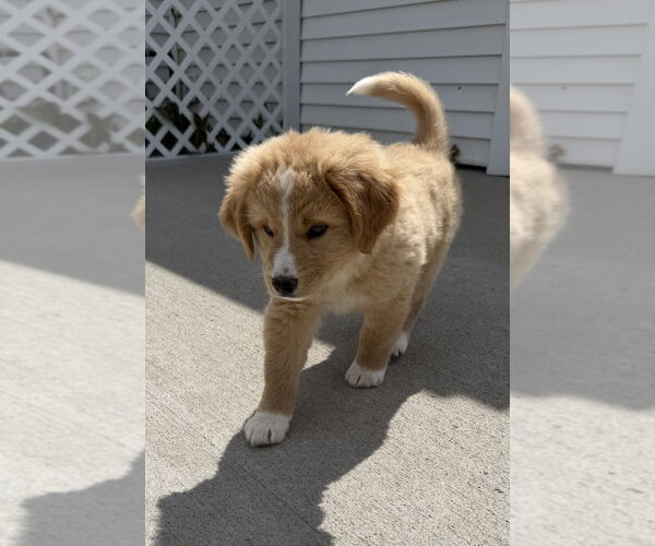 Medium Photo #4 Labrador Retriever-Unknown Mix Puppy For Sale in Aurora, IN, USA